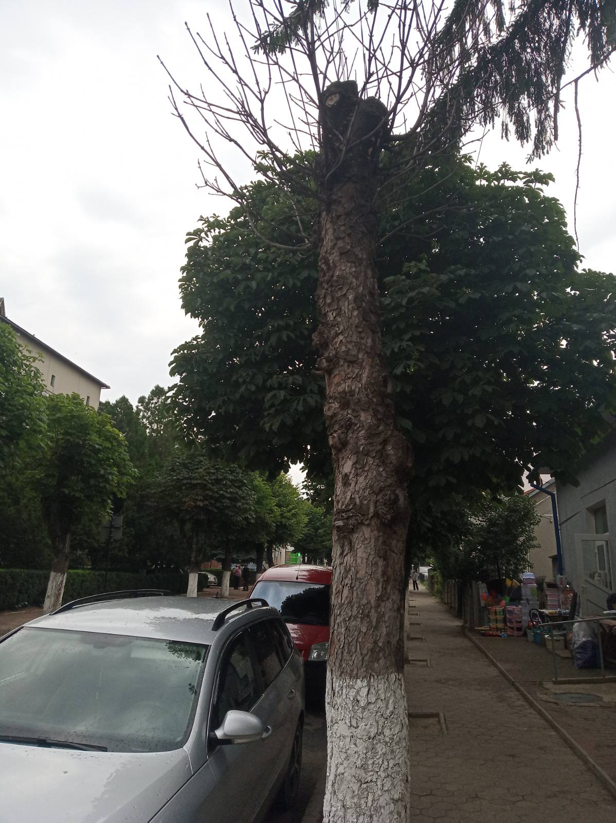 IMG дерево.Незалежності.1