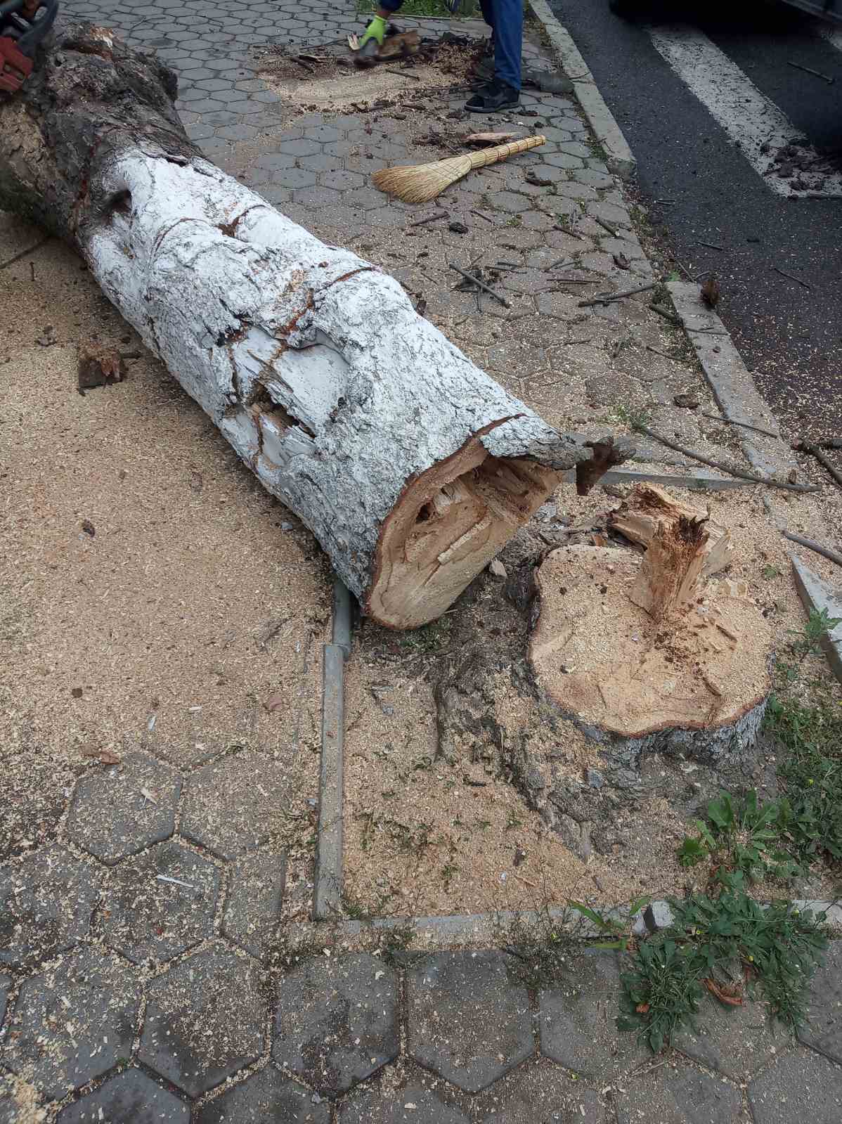 IMG дерево.Незалежності.2