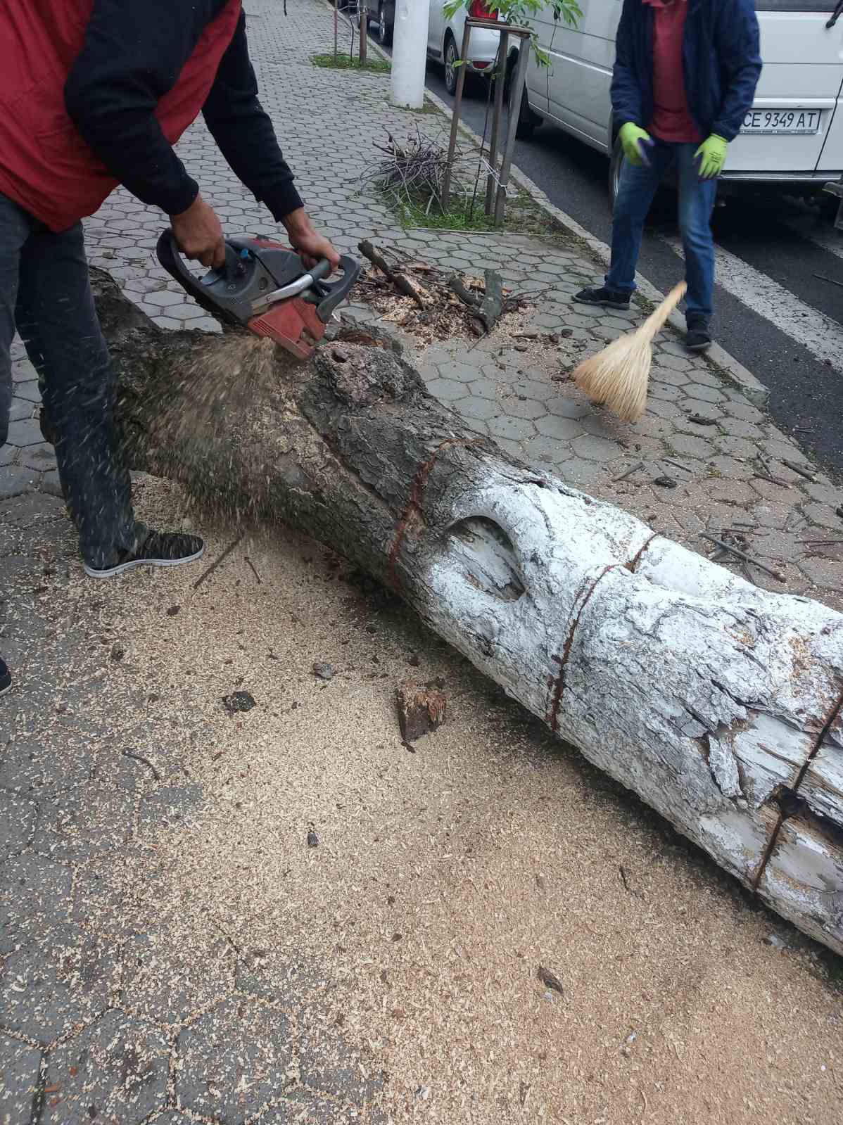IMG дерево.Незалежності.3