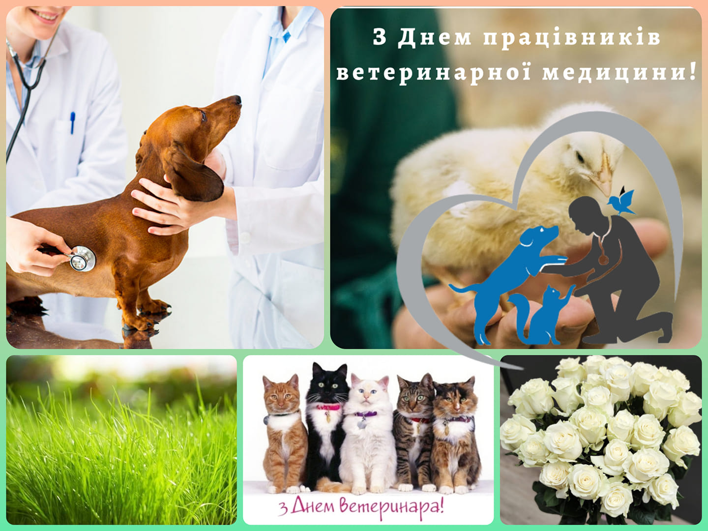 den veterynara 14.08.2022