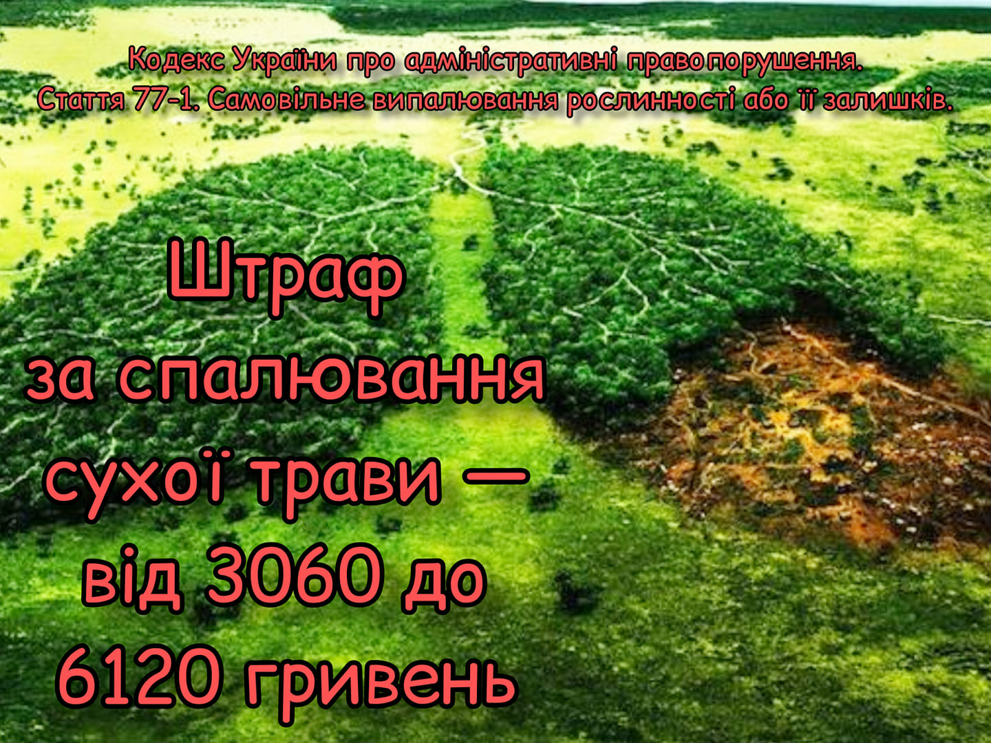 suha trava.29.03.2021